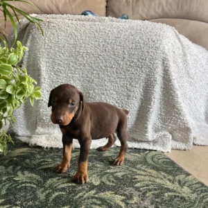 Doberman Pinschers Shop