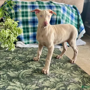 Doberman Pinschers Shop