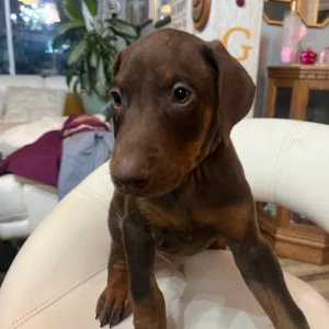 Doberman Pinschers Shop