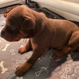 Doberman Pinschers Shop