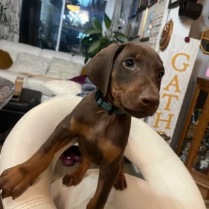 Doberman Pinschers Shop