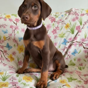 Doberman Pinschers Shop