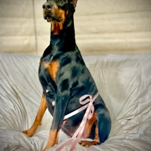 Doberman Pinschers Shop