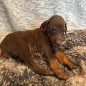 Doberman Pinschers Shop