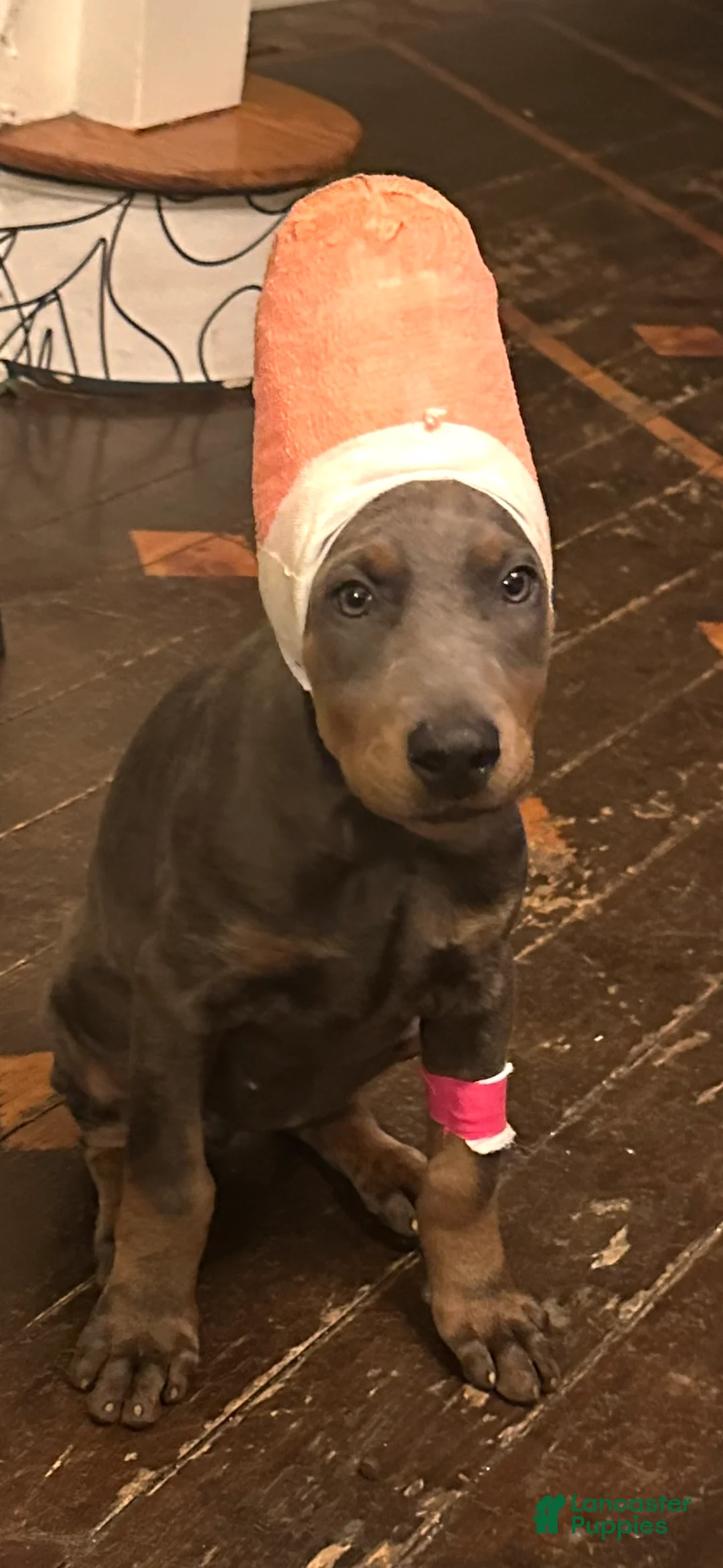 Akc Doberman Pinscher Blue Valentine