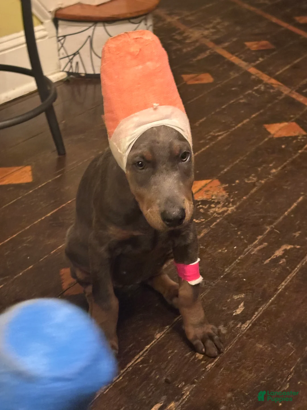 Akc Doberman Pinscher Blue Valentine - Image 2