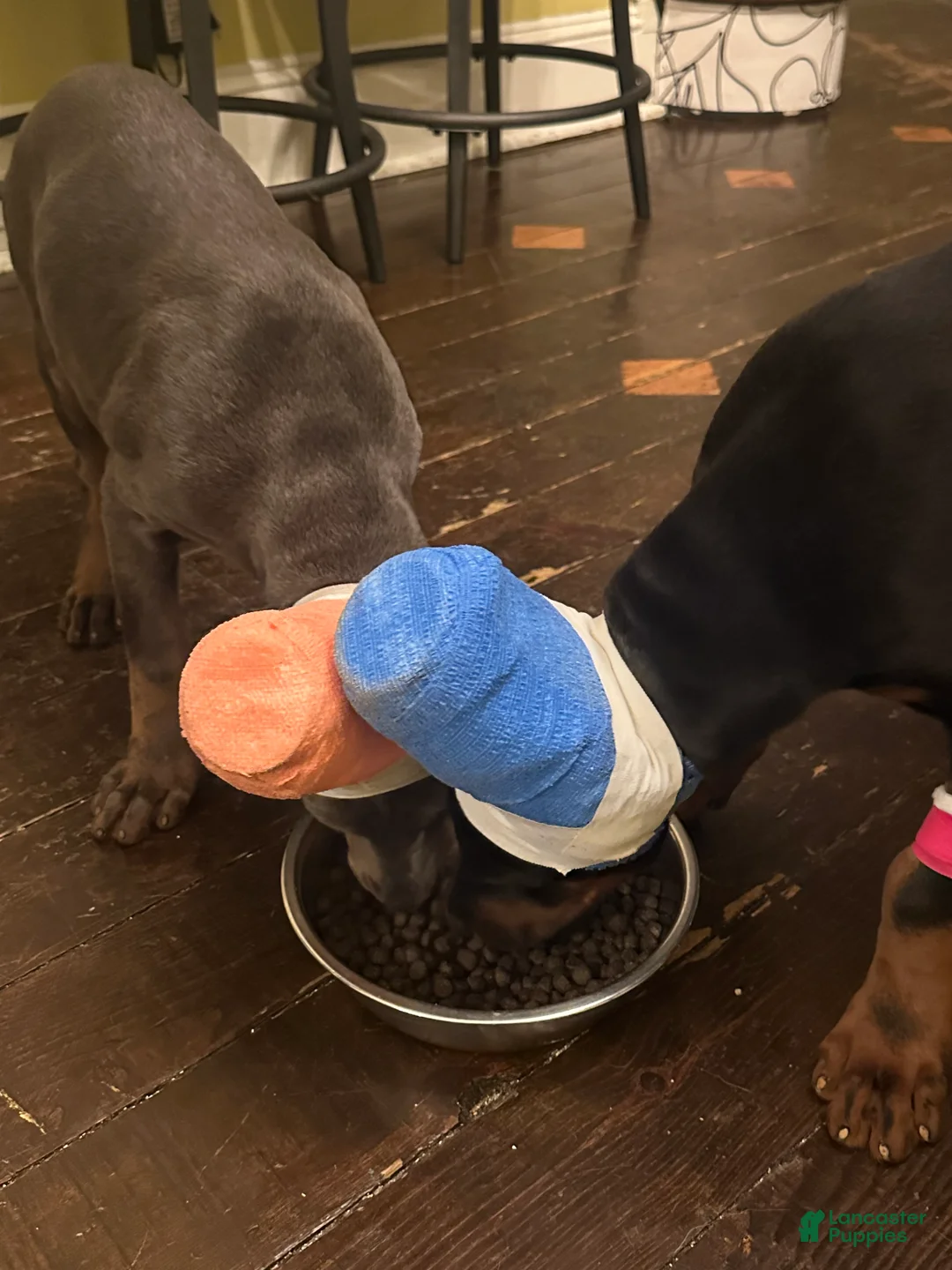 Akc Doberman Pinscher Blue Valentine - Image 3