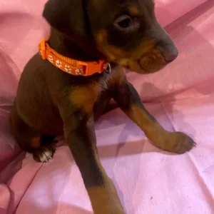 Doberman Pinschers Shop