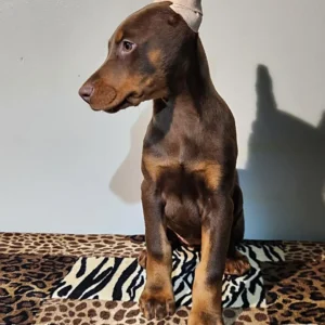 Doberman Pinschers Shop