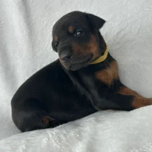 Doberman Pinschers Shop