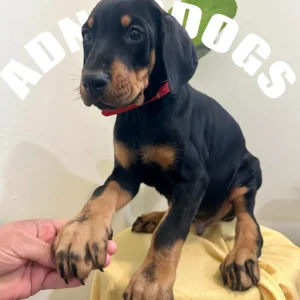 Doberman Pinschers Shop