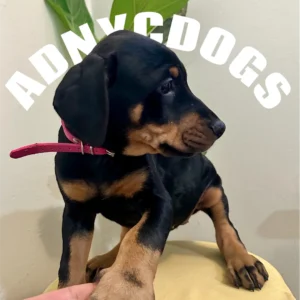 Doberman Pinschers Shop