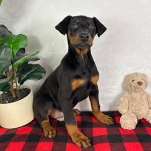 Doberman Pinschers Shop