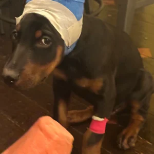 Doberman Pinschers Shop