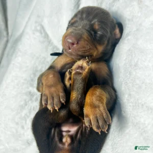 Doberman Pinschers Shop