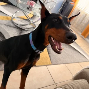 Doberman Pinschers Shop