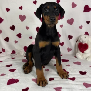 Doberman Pinschers Shop