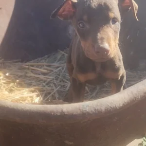 Doberman Pinschers Shop