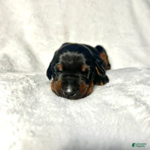 Doberman Pinschers Shop