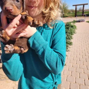 Doberman Pinschers Shop