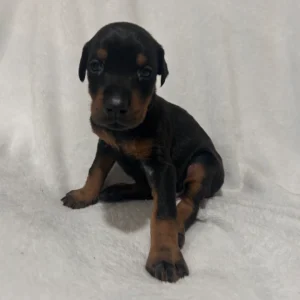 Doberman Pinschers Shop