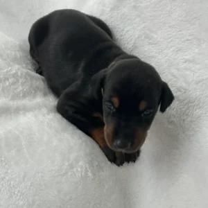 Doberman Pinschers Shop