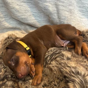 Doberman Pinschers Shop