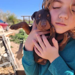 Doberman Pinschers Shop