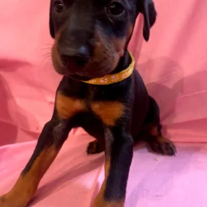 Doberman Pinschers Shop