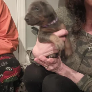 Doberman Pinschers Shop