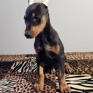 Doberman Pinschers Shop