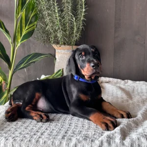 Doberman Pinschers Shop