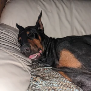 Doberman Pinschers Shop