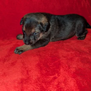 Doberman Pinschers Shop