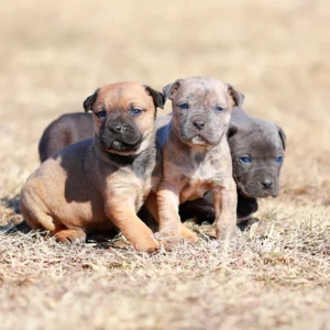 Doberman Pinschers Shop