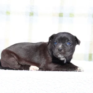 Doberman Pinschers Shop