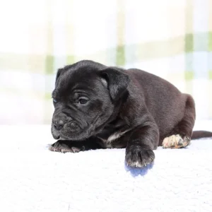 Doberman Pinschers Shop