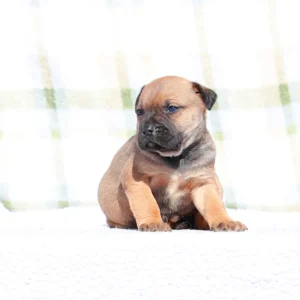 Doberman Pinschers Shop