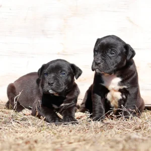 Doberman Pinschers Shop