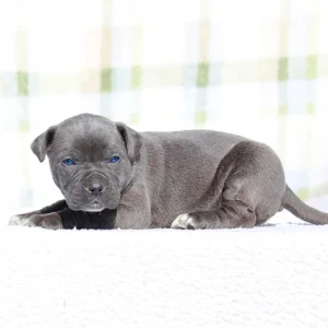 Doberman Pinschers Shop