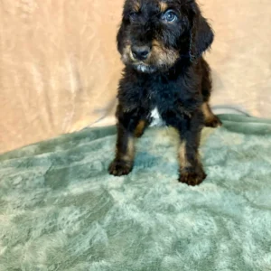 Doberman Pinschers Shop