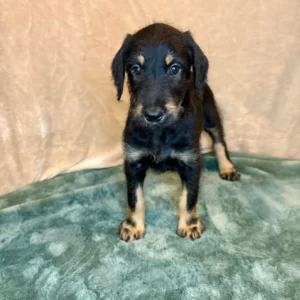 Doberman Pinschers Shop