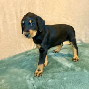 Doberman Pinschers Shop