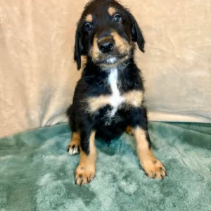 Doberman Pinschers Shop