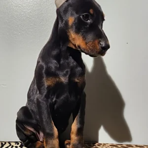 Doberman Pinschers Shop