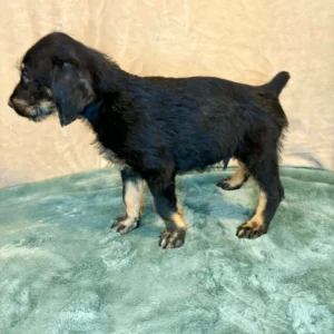 Doberman Pinschers Shop