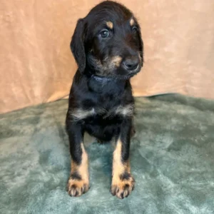 Doberman Pinschers Shop