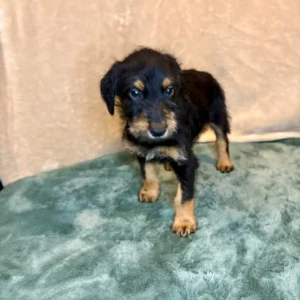 Doberman Pinschers Shop