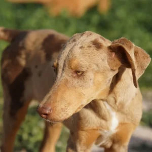 Doberman Pinschers Shop