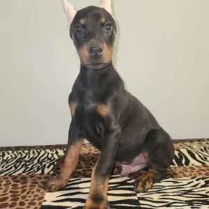 Doberman Pinschers Shop